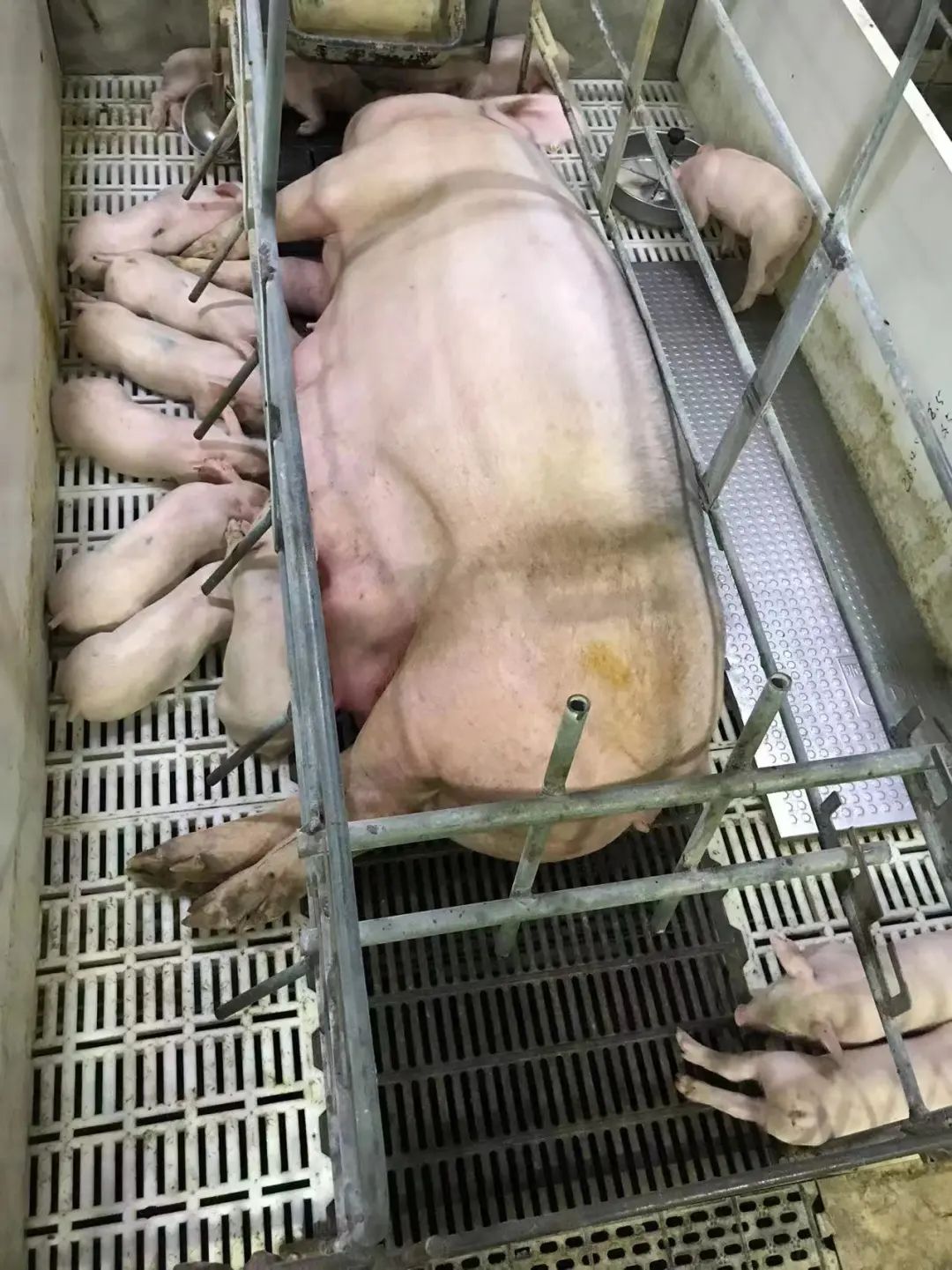 乳猪快速补料