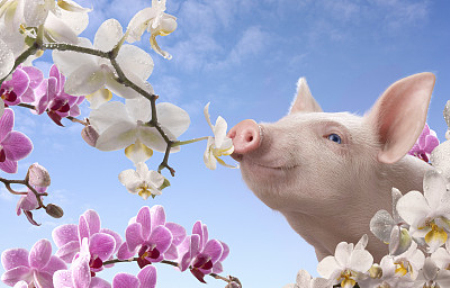 2022年07月26日全国各省市15公斤仔猪价格行情报价，规模猪企自产自销为主，仔猪市场交易并不活跃