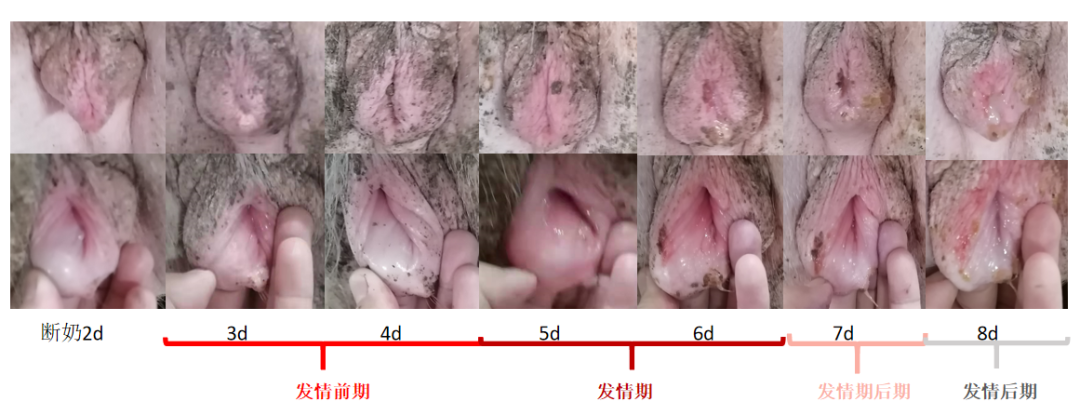 母猪从断奶到发情结束阴户的变化