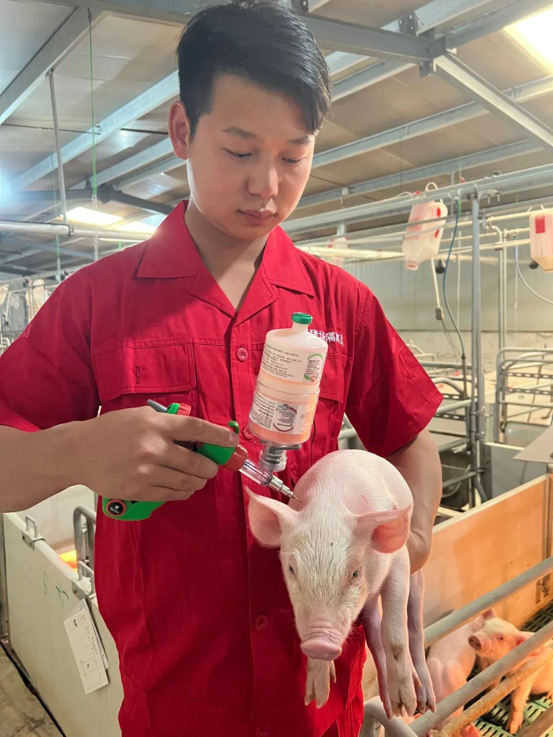 免疫同步，圆梦福莱太空瓶助力新鲜升级——创新型猪疫苗混合装置TwistPak®太空瓶正式登陆中国