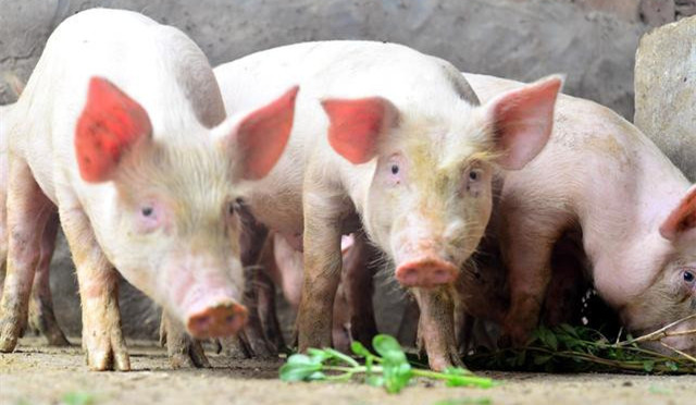 辽宁、吉林地区生猪养殖产业调研报告：猪饲料产量减少，散户去化比较明显