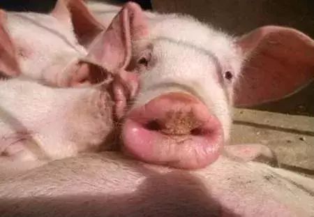 引起猪咳嗽的猪病有哪些？养猪户定要对症下药