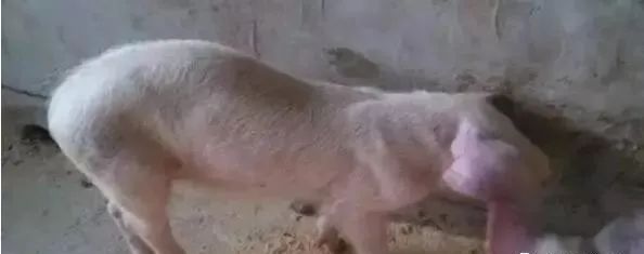 猪病