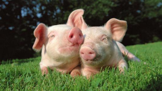 仔猪价格大涨！屠宰量大降57.39%，饲料产量下滑，市场不缺猪？