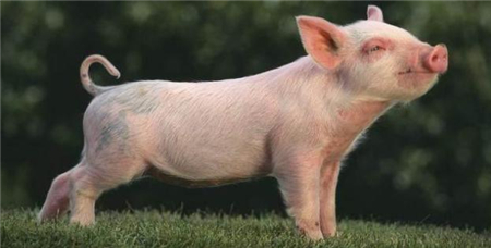 2022年07月28日全国各省市20公斤仔猪价格行情报价，仔猪补栏积极性受阻，有利于后期行情？