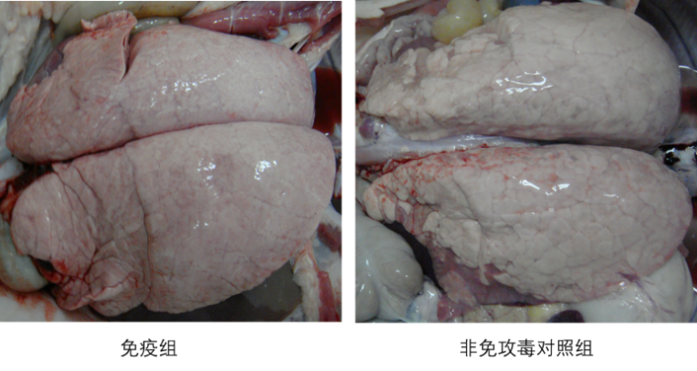 猪支原体肺炎灭活疫苗（GD0503株）免疫攻毒试验猪肺脏组织的病变照片