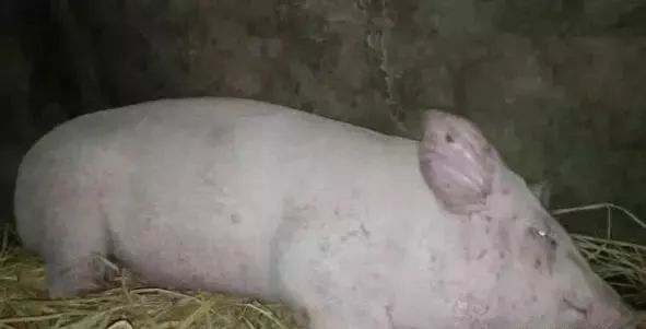  猪体温下降