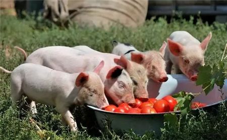 猪饲料里为什么要用添加剂呢？喂猪用什么添加剂好？
