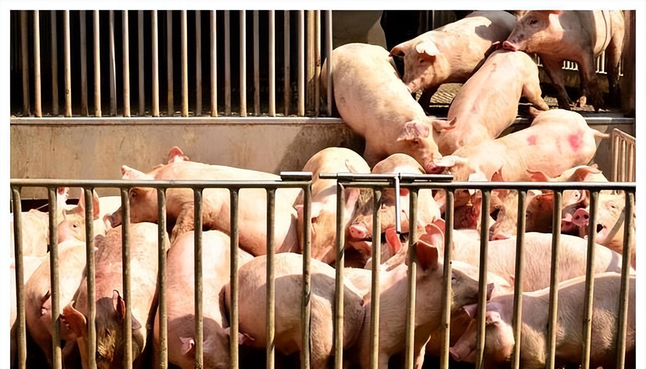 生猪存栏量提升到1416.3万头！黑龙江省是如何稳步提升生猪产能的呢？