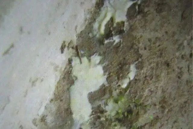 仔猪腹泻