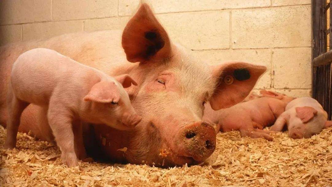 探讨母猪免疫猪肺炎支原体疫苗的必要性