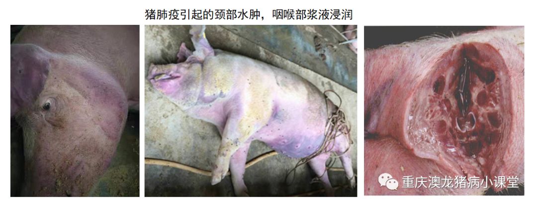 非洲猪瘟与猪肺疫的鉴别诊断