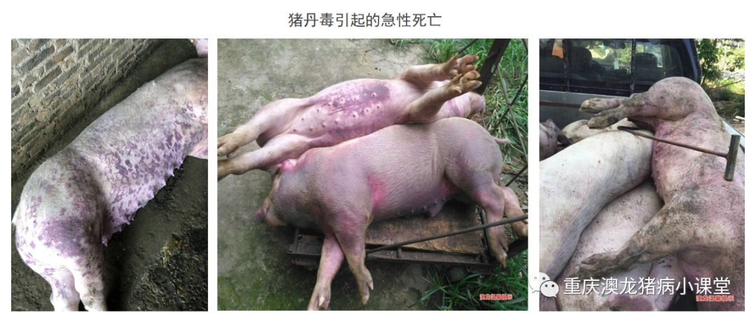非洲猪瘟与猪丹毒的鉴别诊断