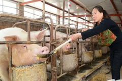 热应激如何影响哺乳母猪的采食行为？