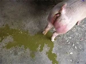 仔猪腹泻