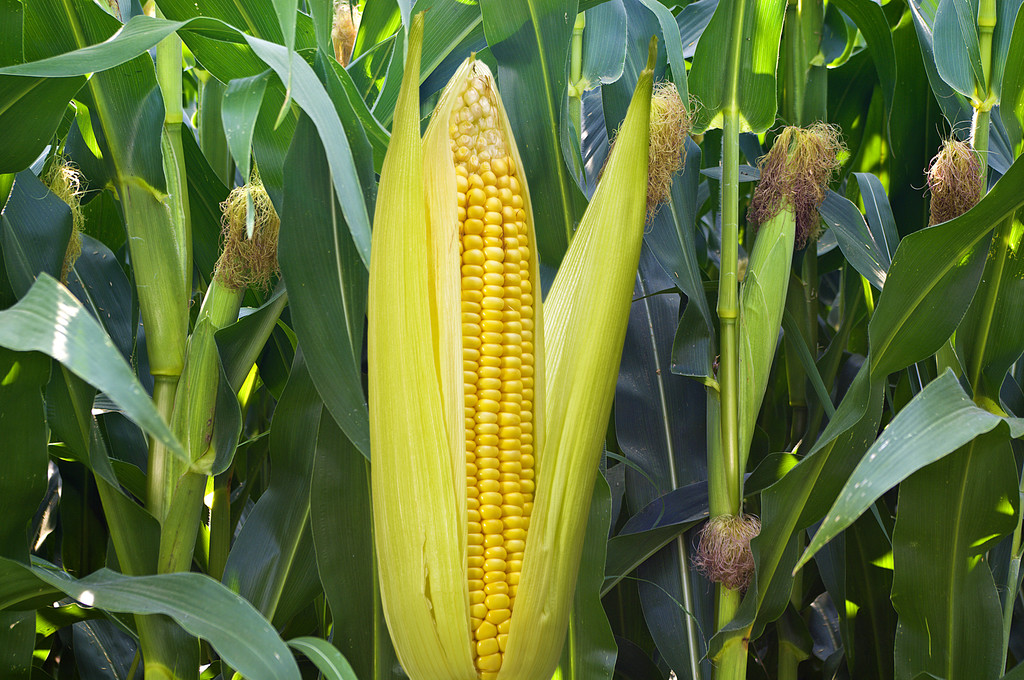 供需两不旺，玉米价格持续走低，8月玉米价格涨跌或两难？