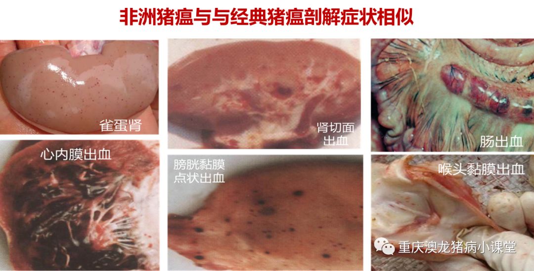 非洲猪瘟与经典猪瘟的鉴别诊断