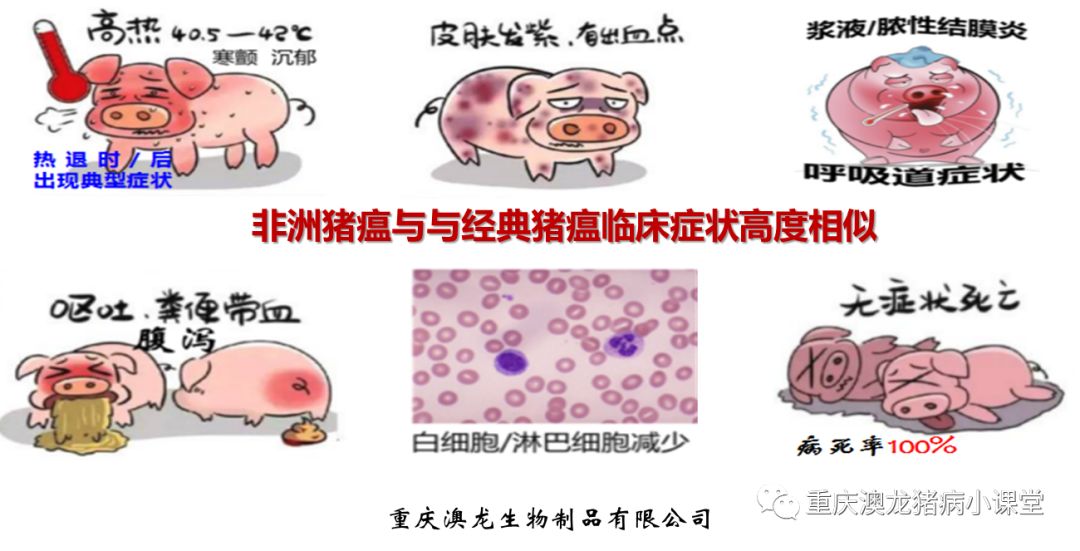 非洲猪瘟与经典猪瘟的鉴别诊断