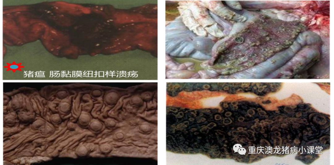 非洲猪瘟与经典猪瘟的鉴别诊断