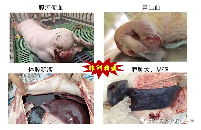 非洲猪瘟与经典猪瘟的鉴别诊断
