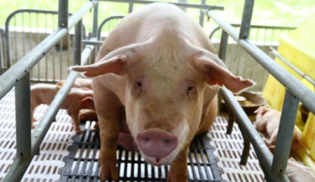 2022年08月02日全国各省市种猪价格报价表，河北二元母猪普遍超过2500元/头