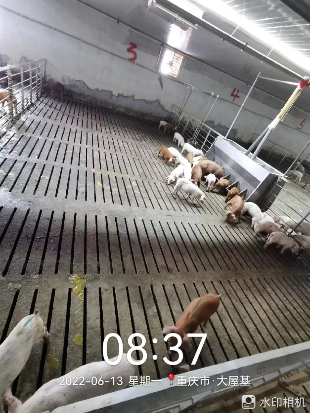 小猪拉稀