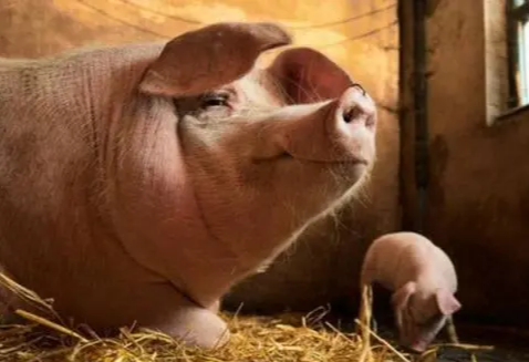 如何夏季提高母猪采食量，这些建议请采纳！