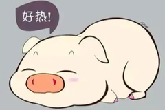 高温酷暑实在难忍！猪被热坏了怎么办？如何让猪只清凉一“夏”？