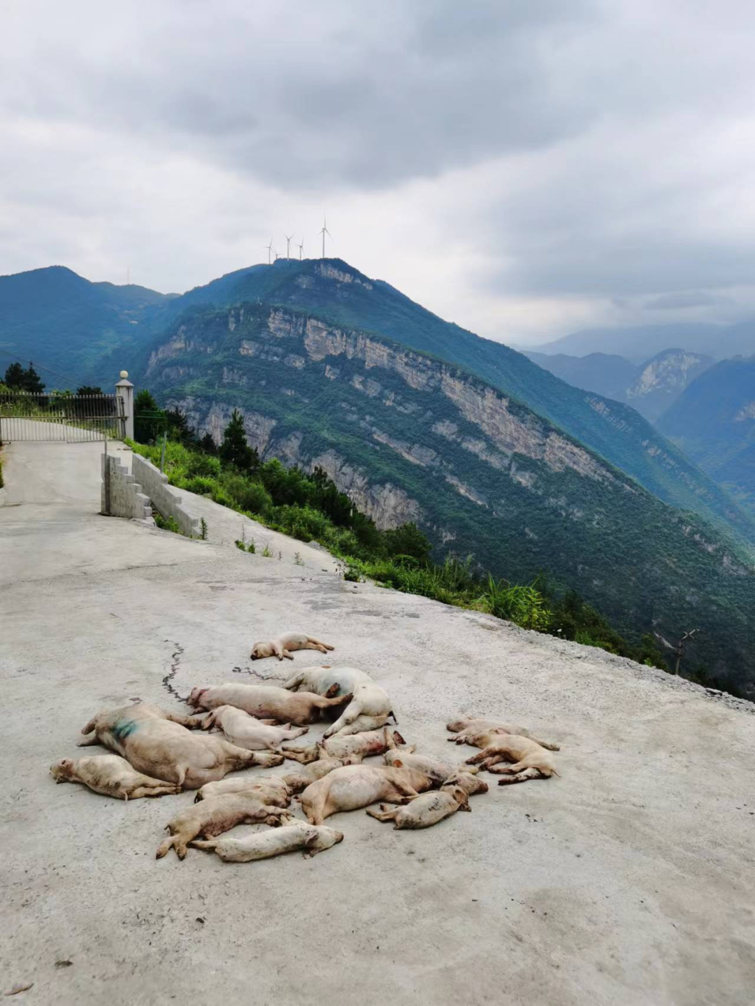 弱仔猪