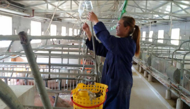 什么条件下给猪输液？猪输液必须遵循的七原则