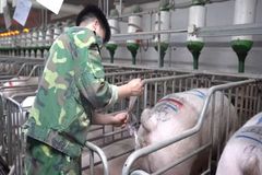 什么是母猪返情？母猪不同阶段返情原因及解决措施