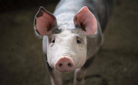 猪食用了发霉饲料怎么办？猪饲料中毒该如何治疗？