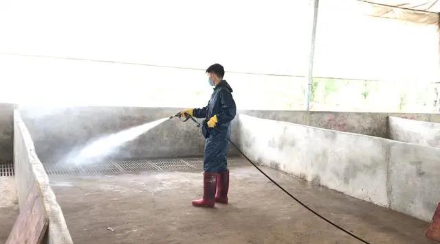 注重生物安全！非瘟期间猪场生产区内清洁消毒工作如何操作？