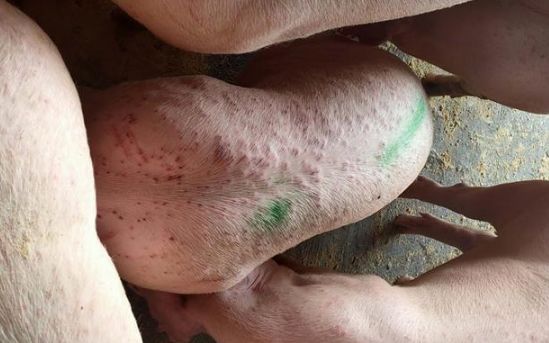 猪疥癣、猪痘、渗出性皮炎、湿疹、圆环该怎么区分？