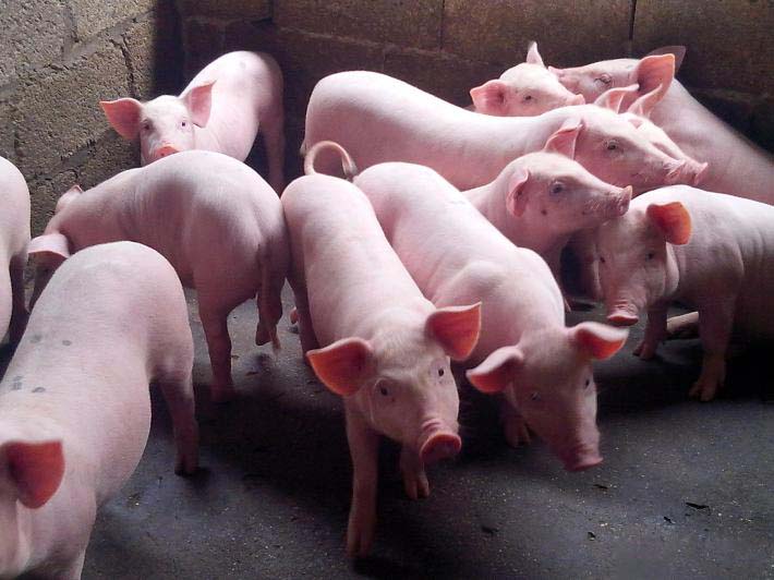 2022年08月06日全国各省市20公斤仔猪价格行情报价，猪市持续高价，千元仔猪成常态？