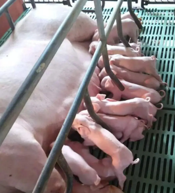 欧洲对于猪场产房的管理要点有哪些？那些值得我们养猪人学习？