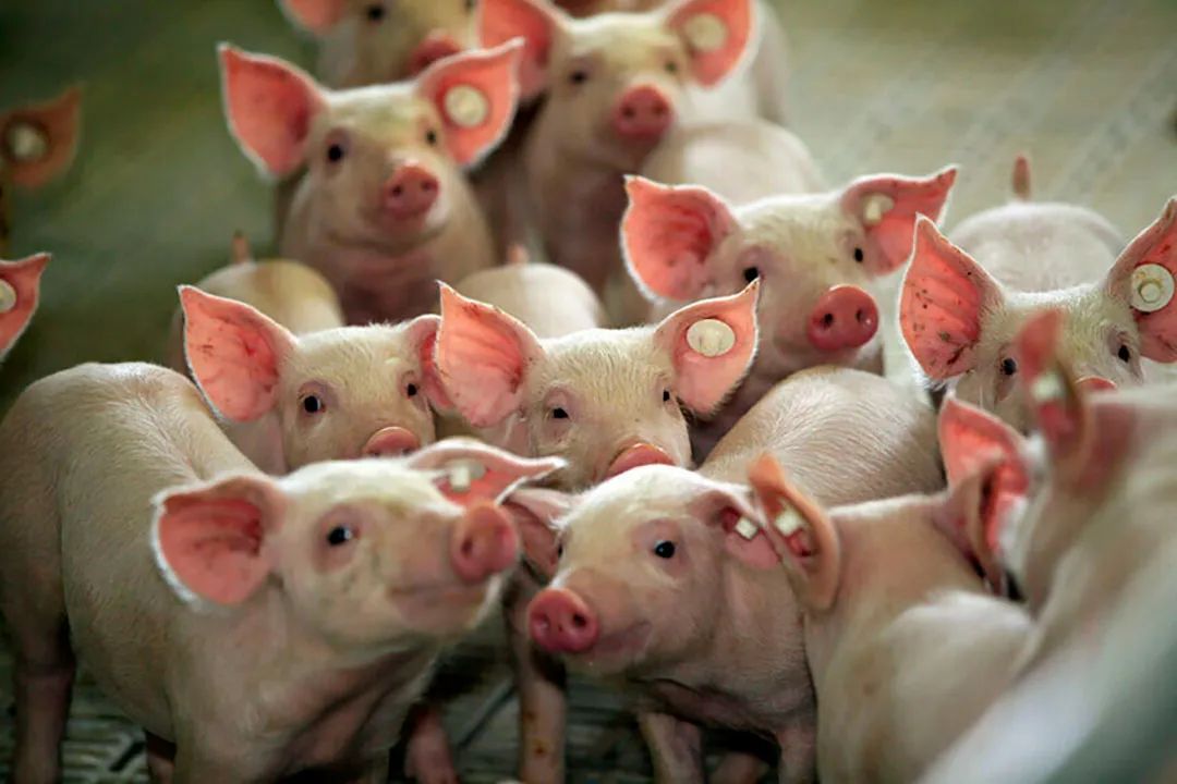 在仔猪断奶应激的情况下，如何有效提高仔猪采食量?