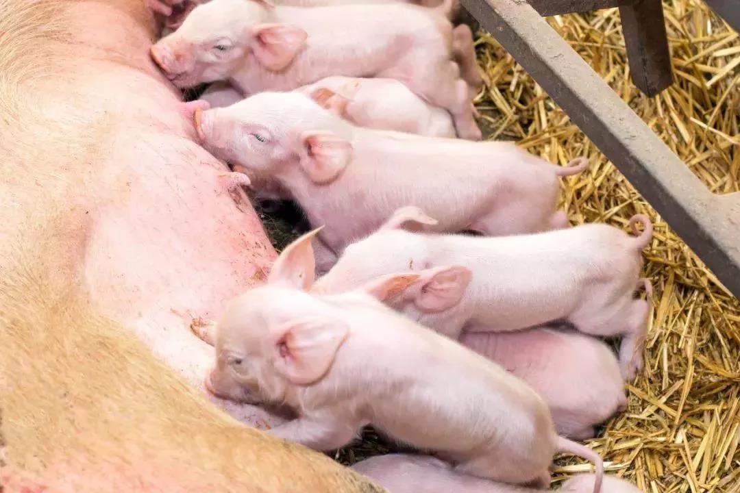 猪周期处于上行阶段早期，7月能繁母猪存栏数据如何变化？