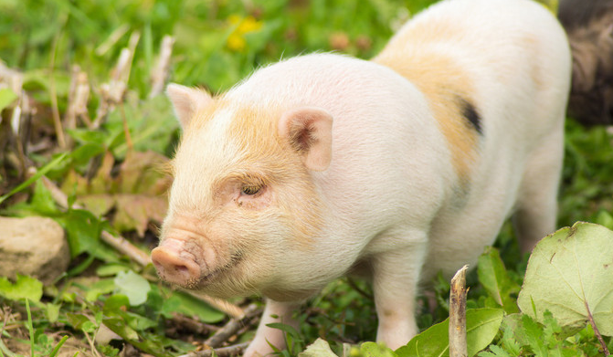 环境温度高于母猪的适宜温度，该如何提升母猪的采食量？