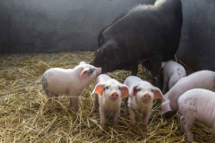 董廣林┃母豬產前過早使用哺乳母豬料會出現什么？