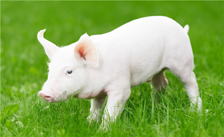 2022年08月10日全国各省市20公斤仔猪价格行情报价，生猪价格持续下跌，养殖户该不该补栏？