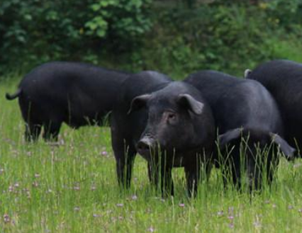 全国唯一地方猪新品种入选！湘村黑猪入选国家重点扶持生猪品种名单