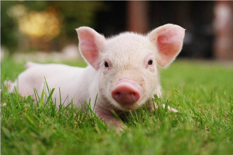 2022年08月11日全国各省市15公斤仔猪价格行情报价，生猪价格下跌，仔猪价格上涨，养殖户该如何抉择？