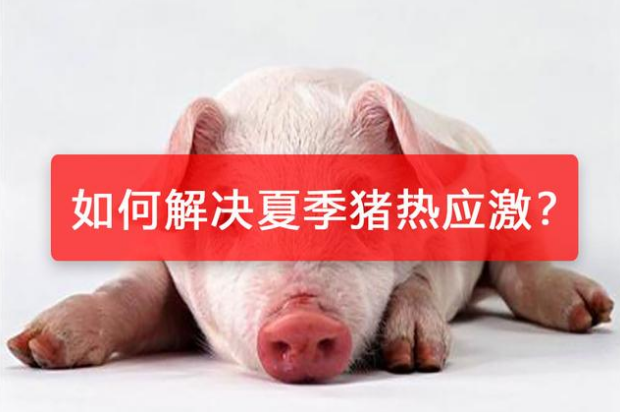 炎炎夏日，热应激对猪的影响及猪场如何预防热应激？