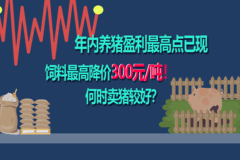 年内养猪盈利最高点已现，饲料最高降价300元/吨！何时卖猪较好？