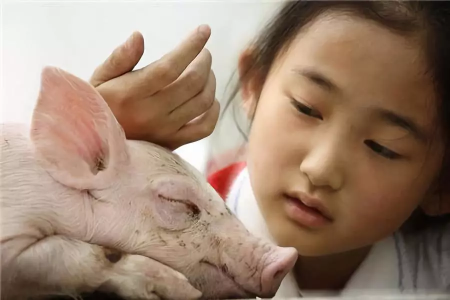 为什么猪场免疫老做不好？“一针三防”高效精准防控猪病，效果尤为显著！