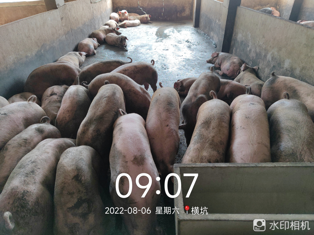 生猪