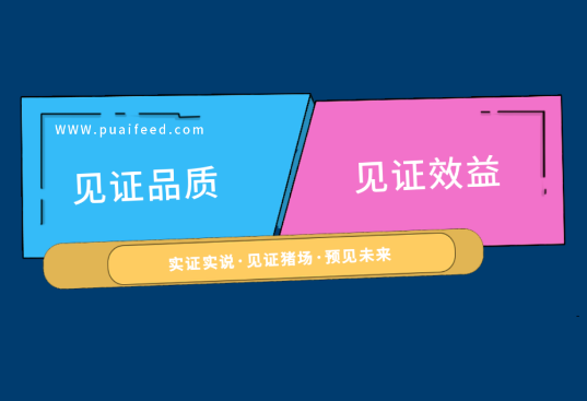 普爱实证，见证猪场！仔猪成活率超过99%，美系猪MSY达到24头......