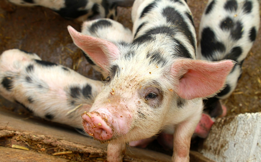 2022年08月14日全国各省市20公斤仔猪价格行情报价，猪价涨跌两难，仔猪价格何去何从？