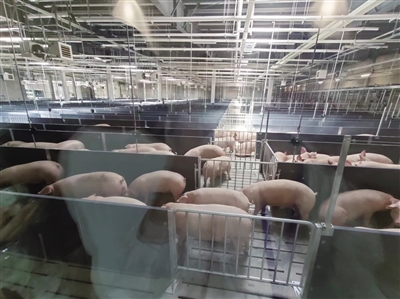 正大300万头生猪屠宰及食品深加工项目一期已投入使用，智能化程度超高！